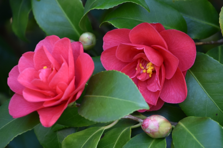 Camelia - Planten - 