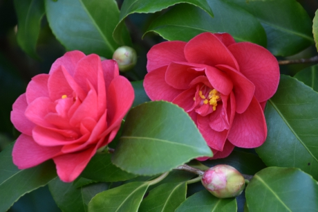 Camelia