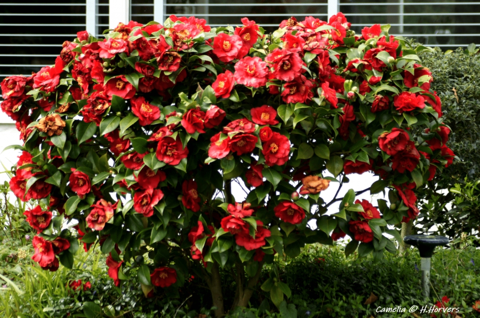 Camelia - Planten - Camelia