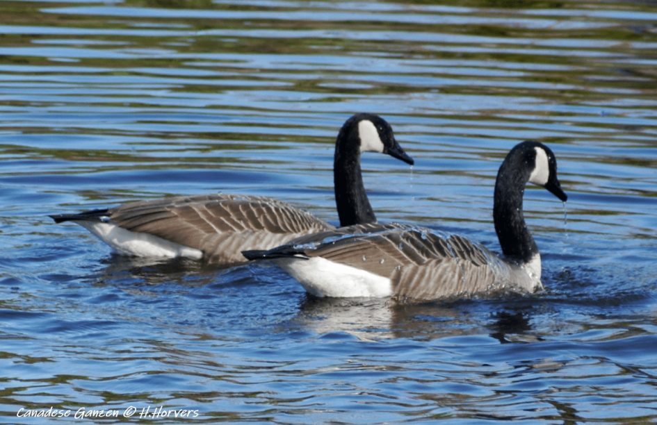 Canadese Ganzen - Vogels - Canadese Ganzen