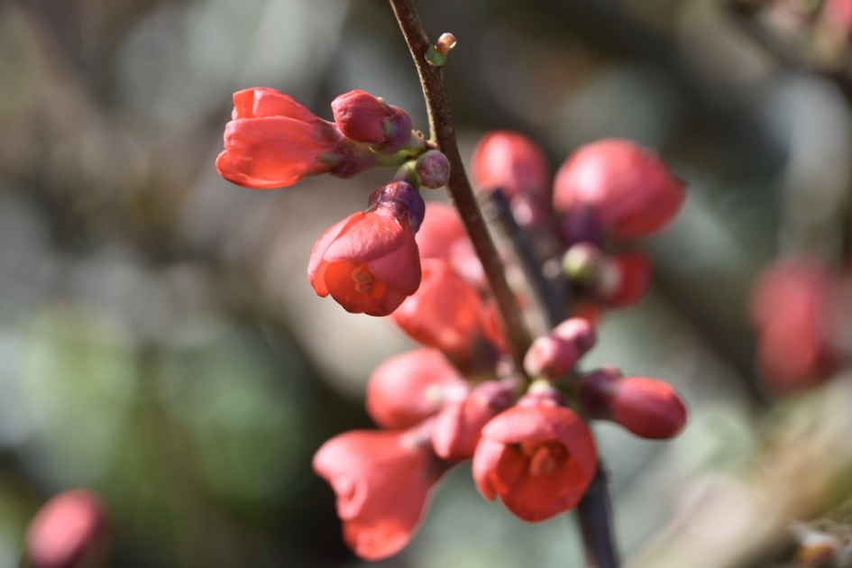 Chaenomeles - Planten - 