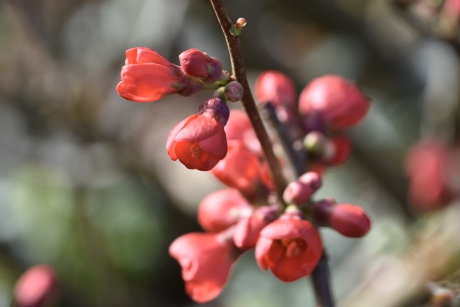 Chaenomeles
