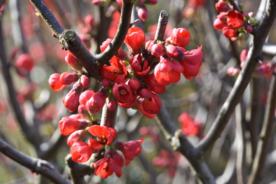 Chaenomeles - Planten - 