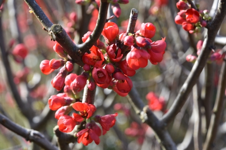 Chaenomeles