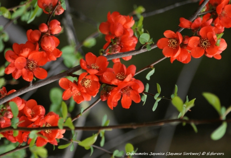 Chaenomeles japonica - Japanse Sierkwee.