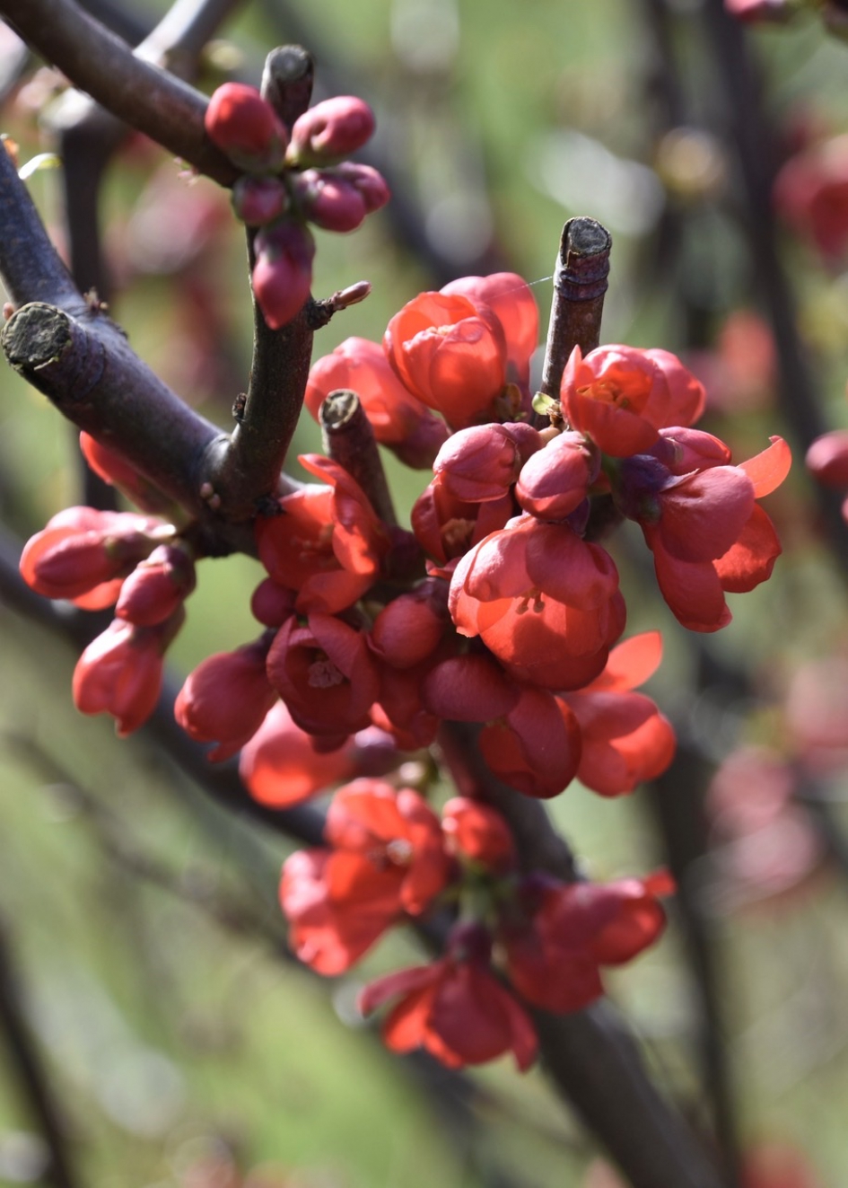 Chaenomeles - Planten - 