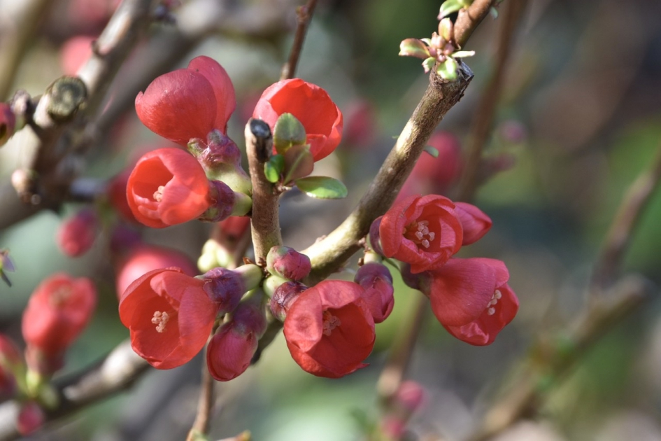 Chaenomeles - Planten - 