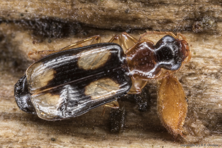 Schorsloopkever (Dromius quadrimaculatus) - Geleedpotigen - Schorsloopkever