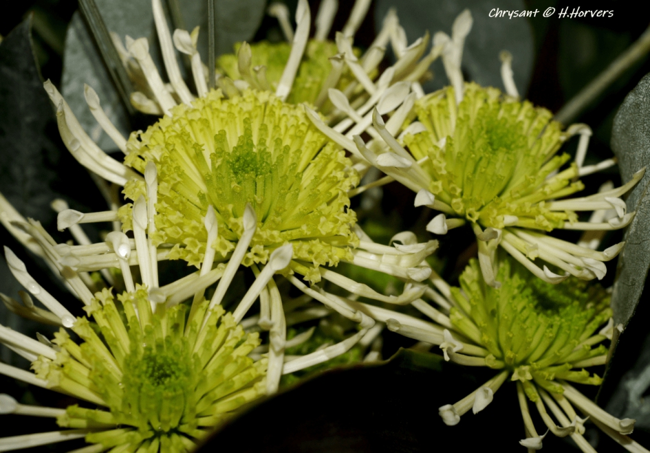 Chrysant - Planten - Chrysant