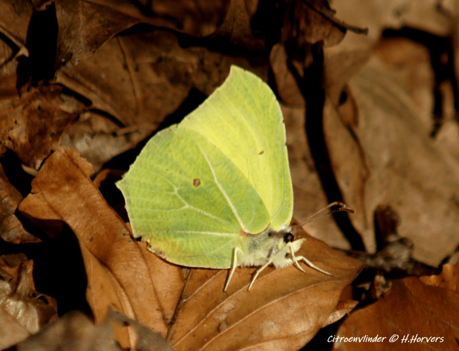 Citroenvlinder - Geleedpotigen - Citroenvlinder