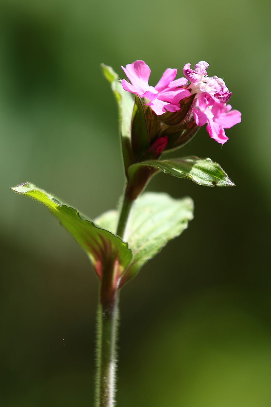 dagkoekoeksbloem - Planten - dagkoekoek
