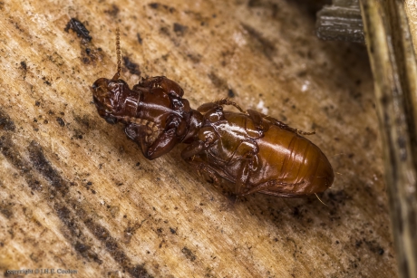 De akkergraver (Clivina collaris)