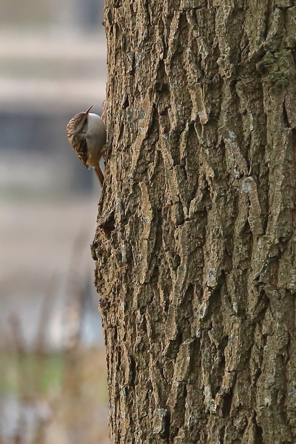 de weg omhoog - Vogels - boomkruiper