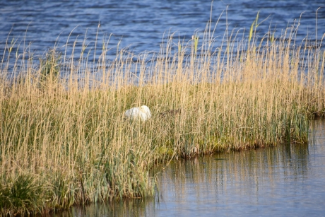 Diep in het riet...