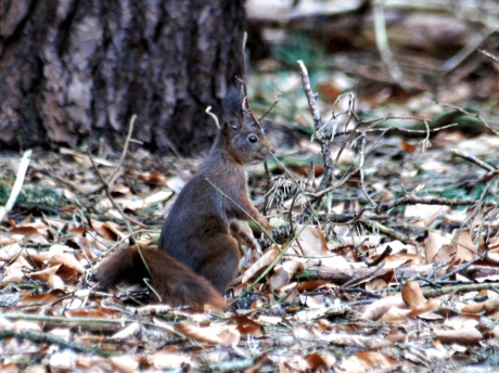 Donkerbruine Eekhoorn