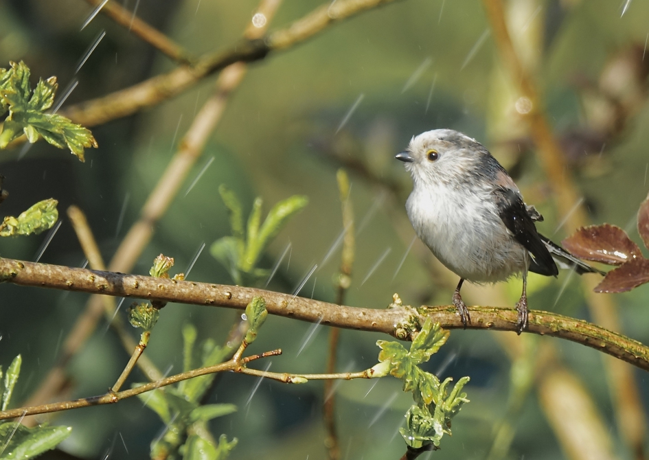 Douchend onder de tuinsproeier - Vogels - Staartmees