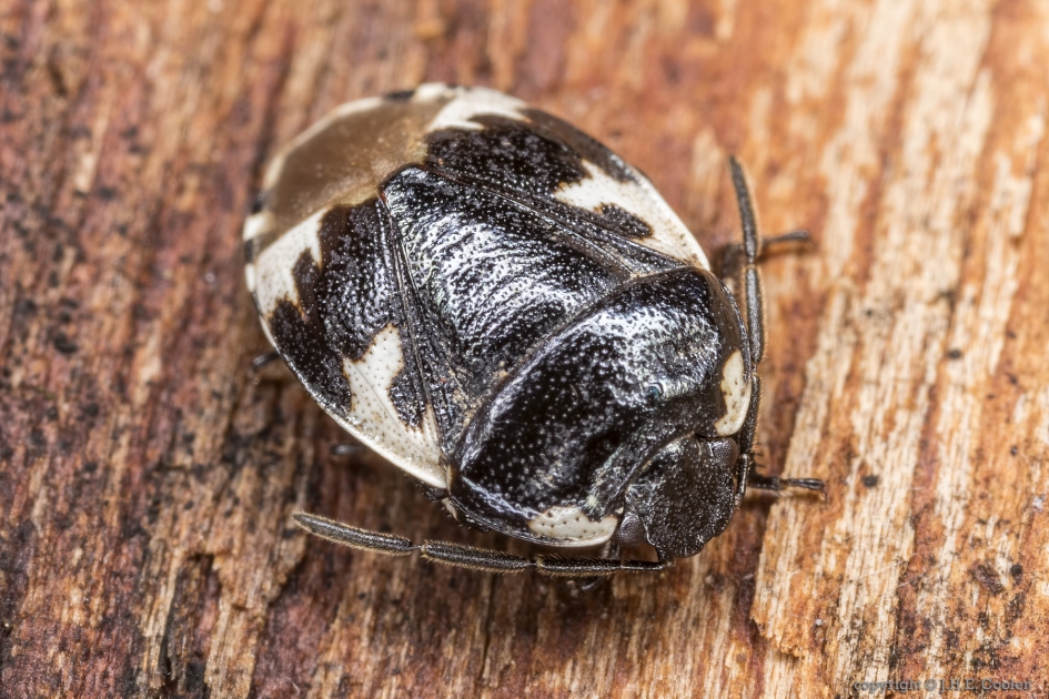 Dovenetelwants (Tritomegas bicolor) - Geleedpotigen - Dovenetelwants