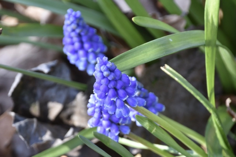 Druifjes