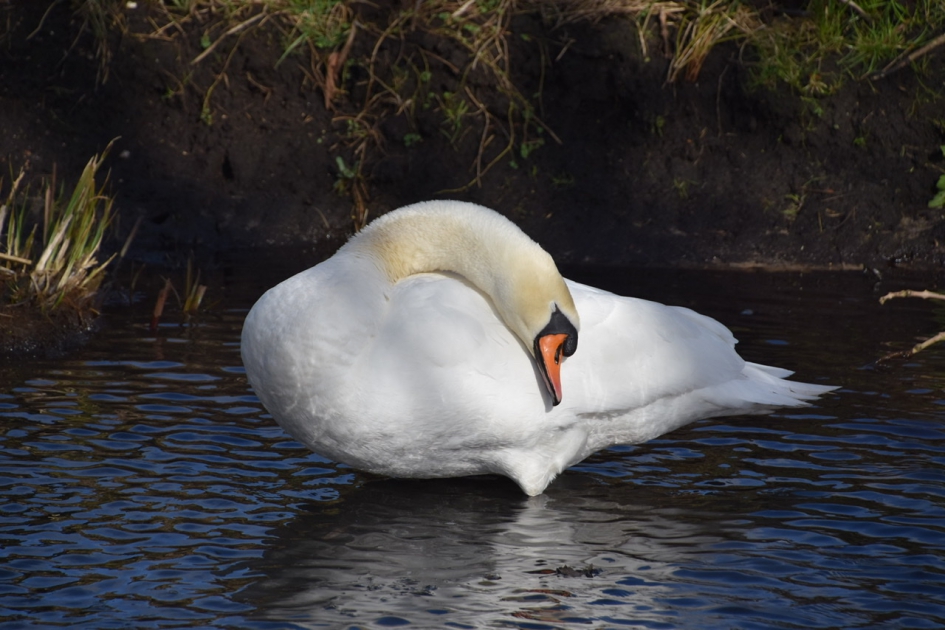Druk, druk - Vogels - 
