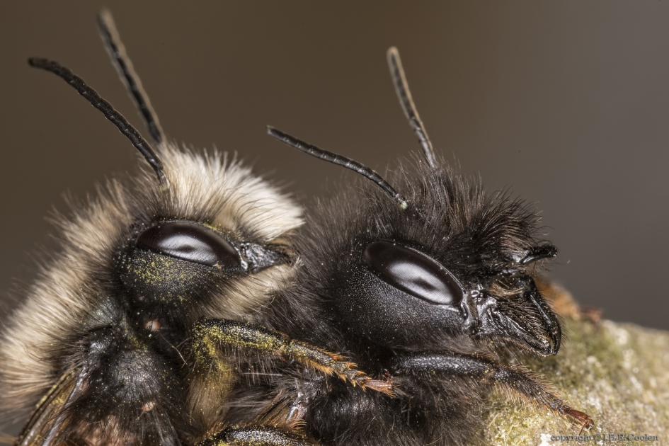 Dubbel portret van......... - Geleedpotigen - Gehoornde metselbij