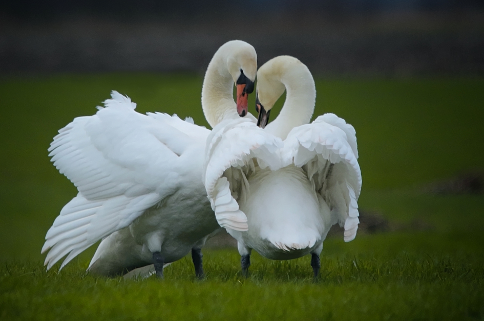 Echte liefde is.... - Vogels - Knobbelzwaan