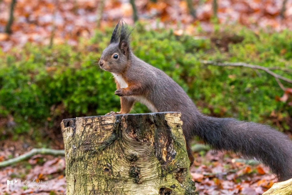 Eekhoorn - Zoogdieren - Eekhoorn