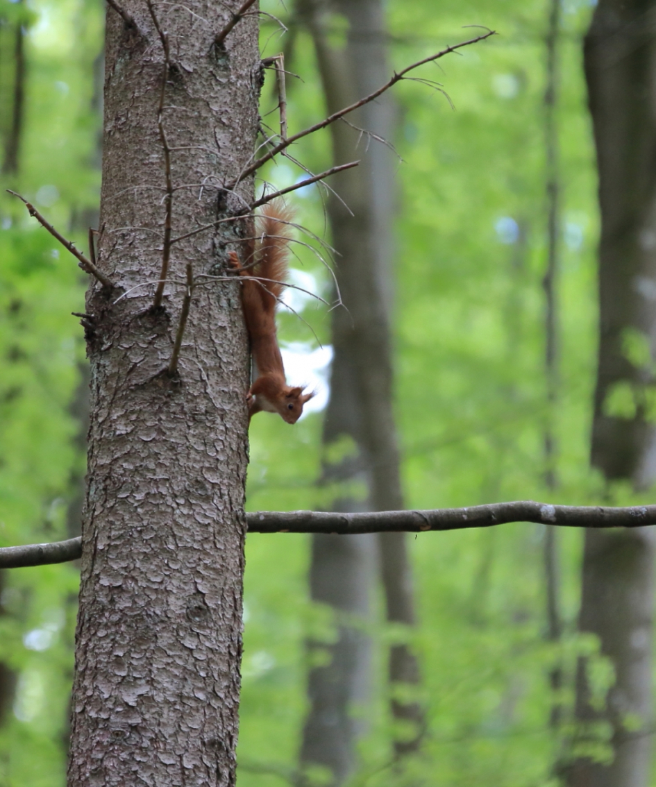 eekhoorn - Zoogdieren - eekhoorn