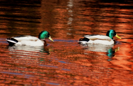 Eend in tomatensaus ...