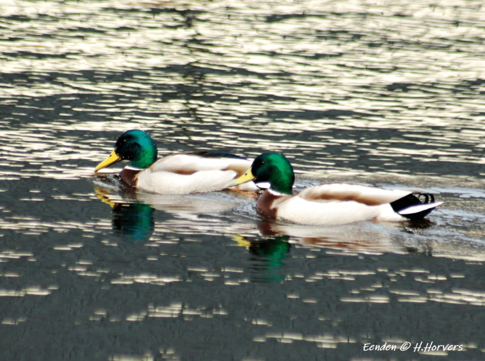 Eenden - Vogels - Eenden