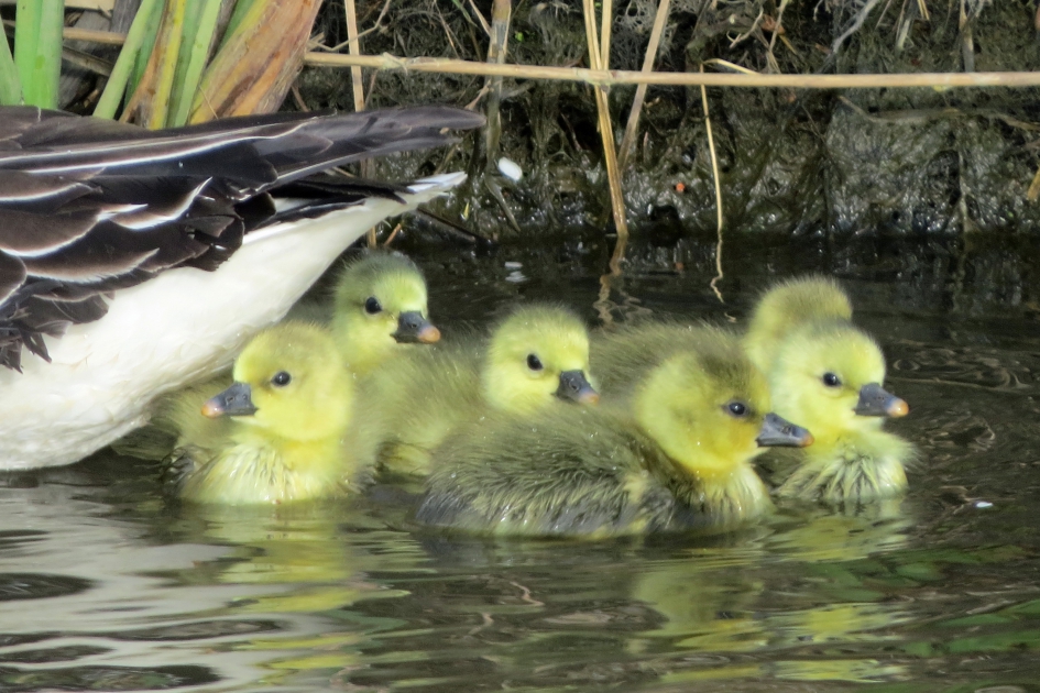 Eerste paaskuikens waargenomen. - Vogels - 