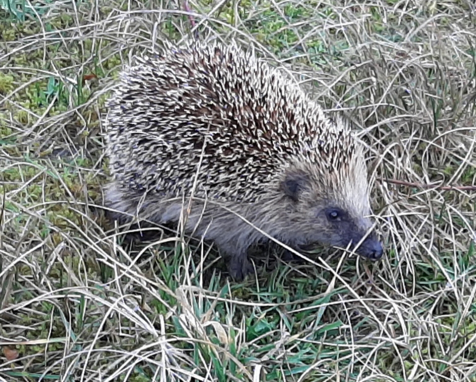 Egeltje op Schiermonnikoog - Zoogdieren - Egel
