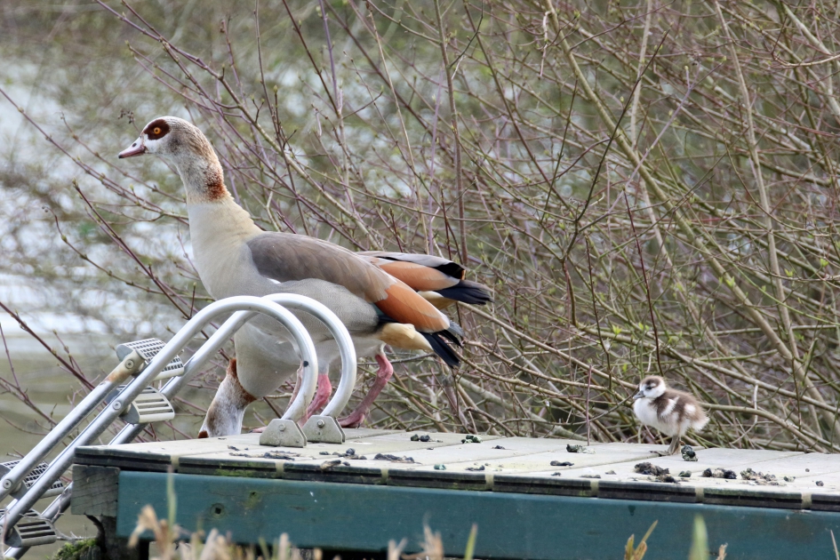 En wie maakt de steiger schoon? - Vogels - 