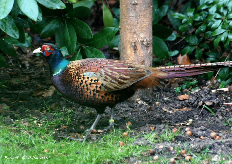 Fazant - Vogels - Fazant