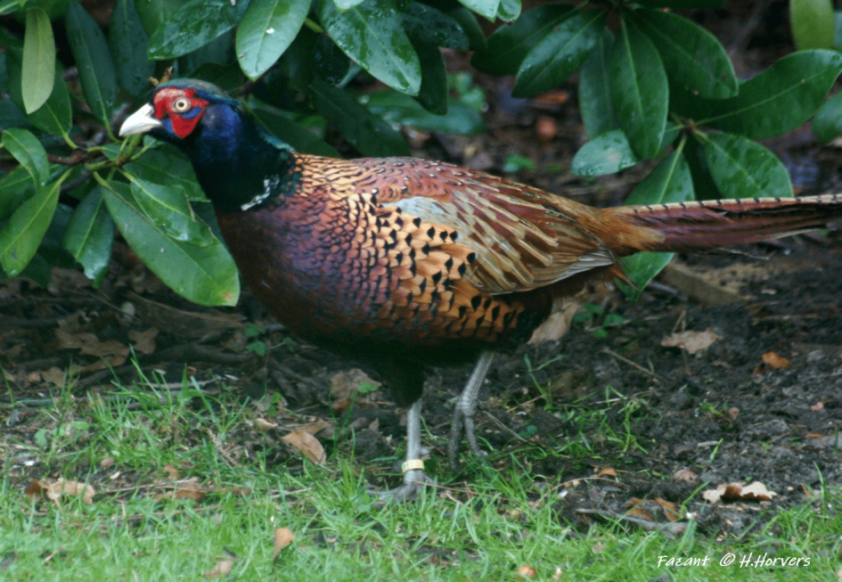 Fazant - Vogels - Fazant