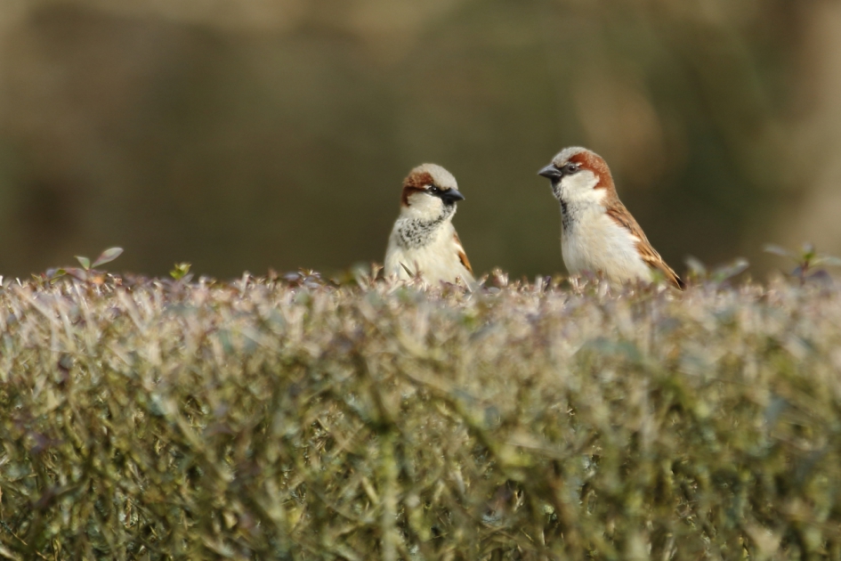 first date - Vogels - huismus
