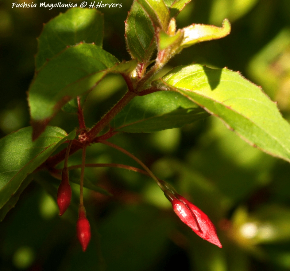 Fuchsia Magellanica. - Planten - Winterharde Fuchsia