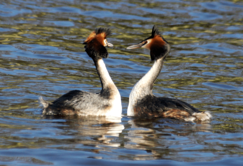 Futen - Vogels - Futen