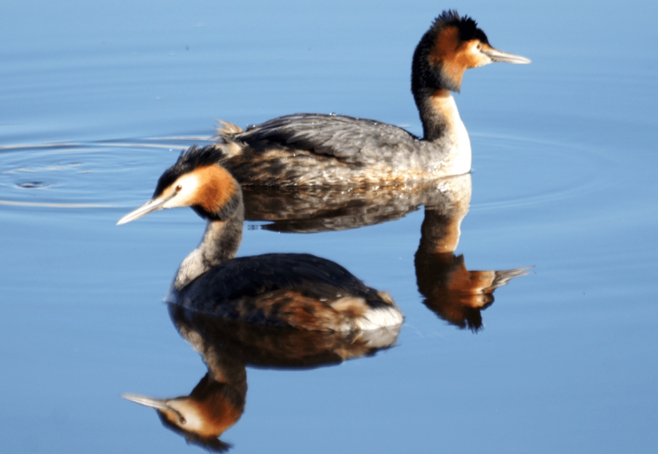 Futen - Vogels - Futen