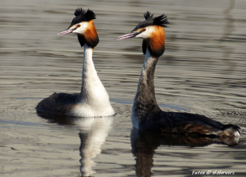 Futen. - Vogels - Futen.
