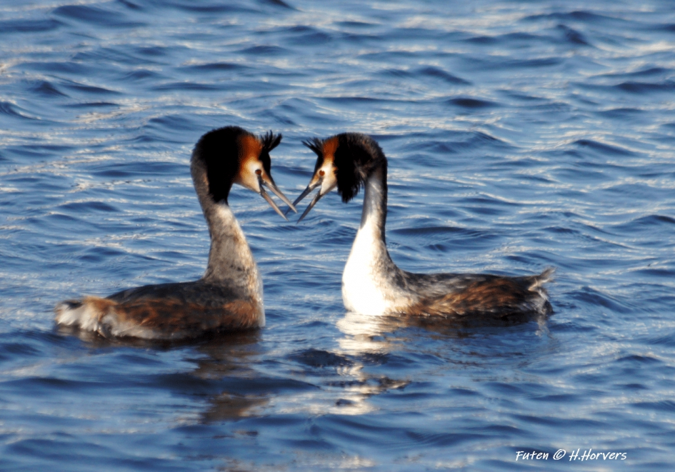 Futen - Vogels - Futen