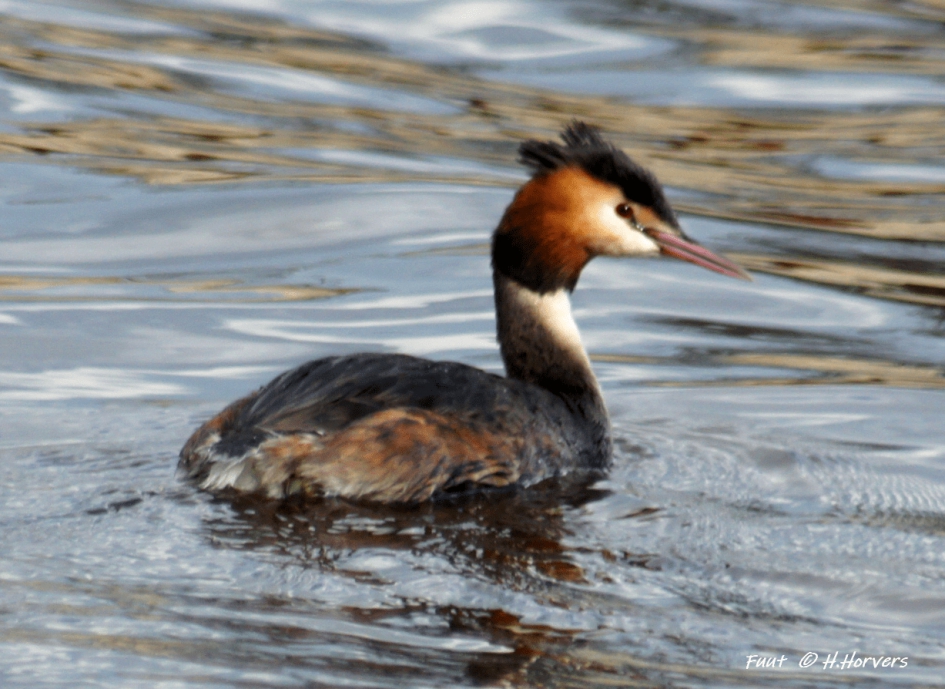 Fuut - Vogels - Fuut