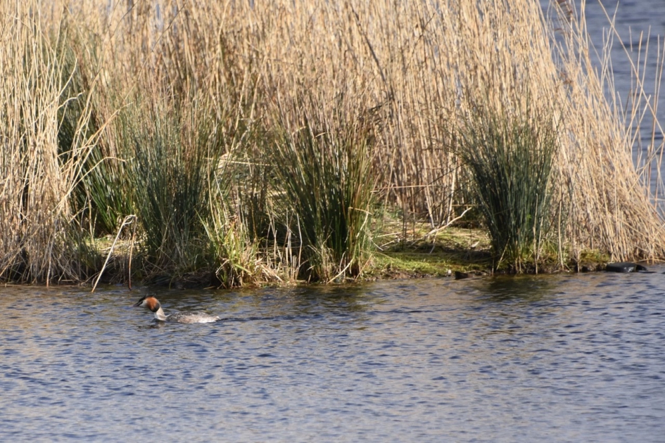 Fuut - Vogels - 