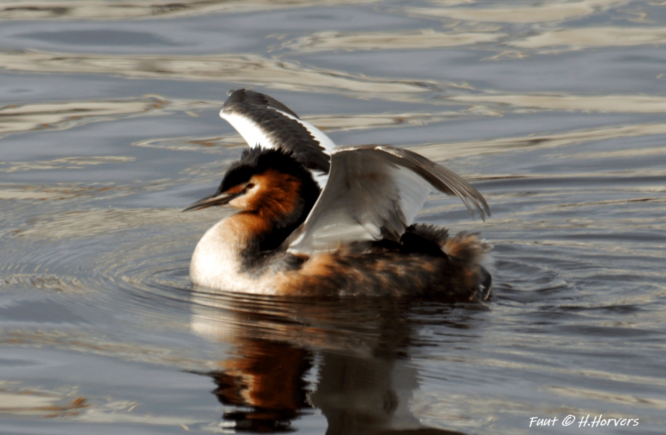 Fuut - Vogels - Fuut