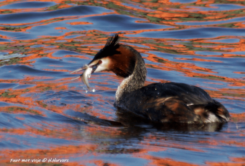 Fuut met visje - Vogels - Fuut met visje