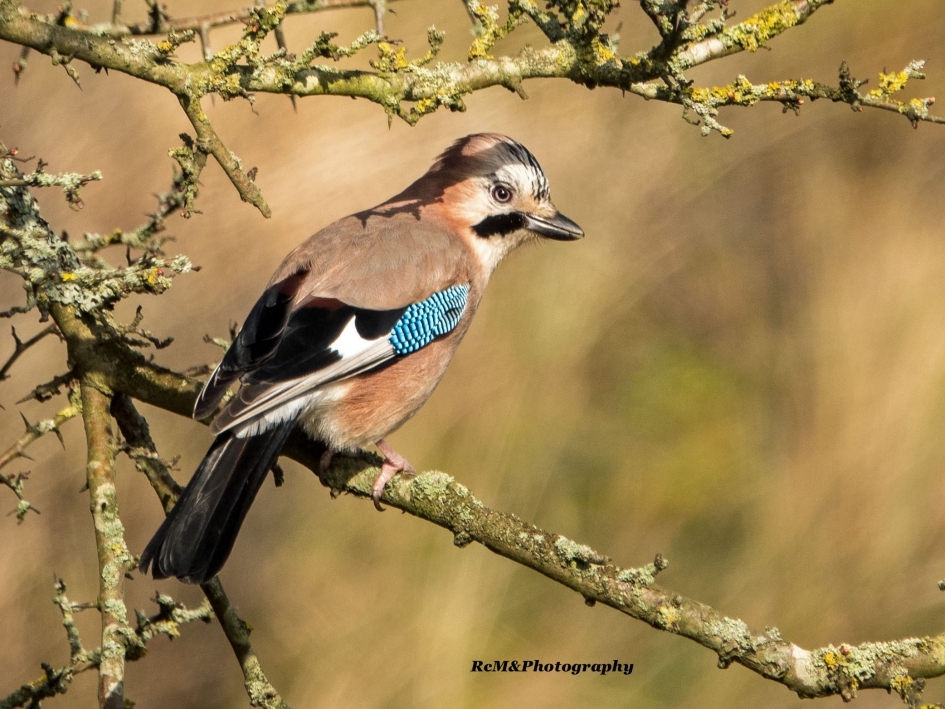 Gaai. - Vogels - Gaai.