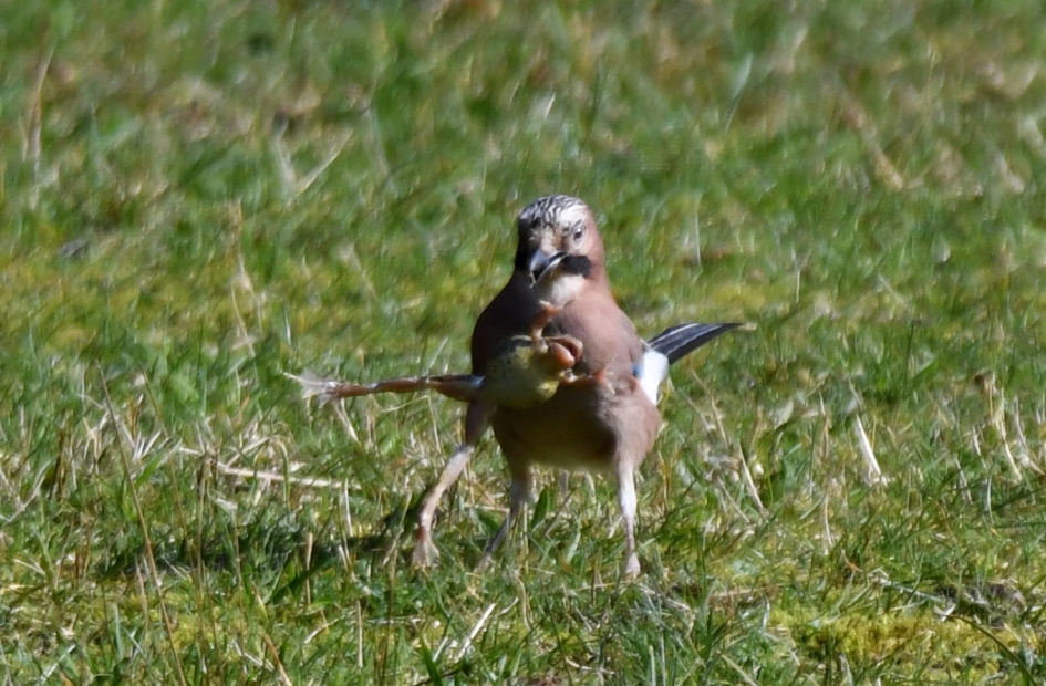 Gaai heeft kikker als maaltijd te Mildenburg Oostvoorne. - Vogels - 
