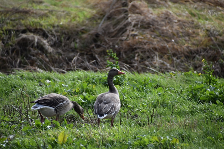 Grauwe Ganzen - Vogels - 