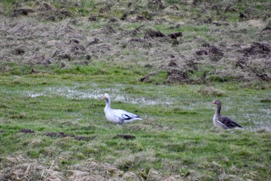 Grauwe gans en Indische?.. gans - Vogels - 