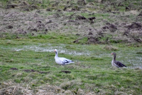 Grauwe gans en Indische?.. gans