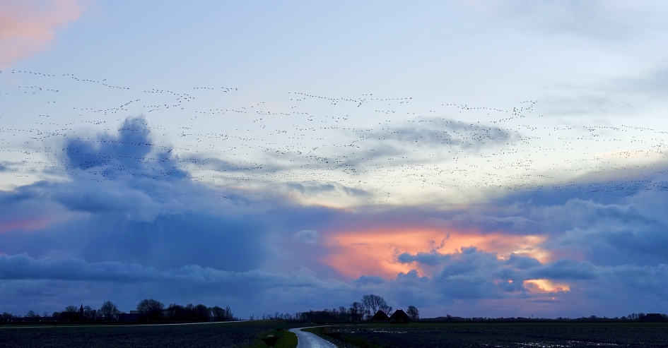 Ganzenwolk na Ganzenwolk 2 - Vogels - Gans